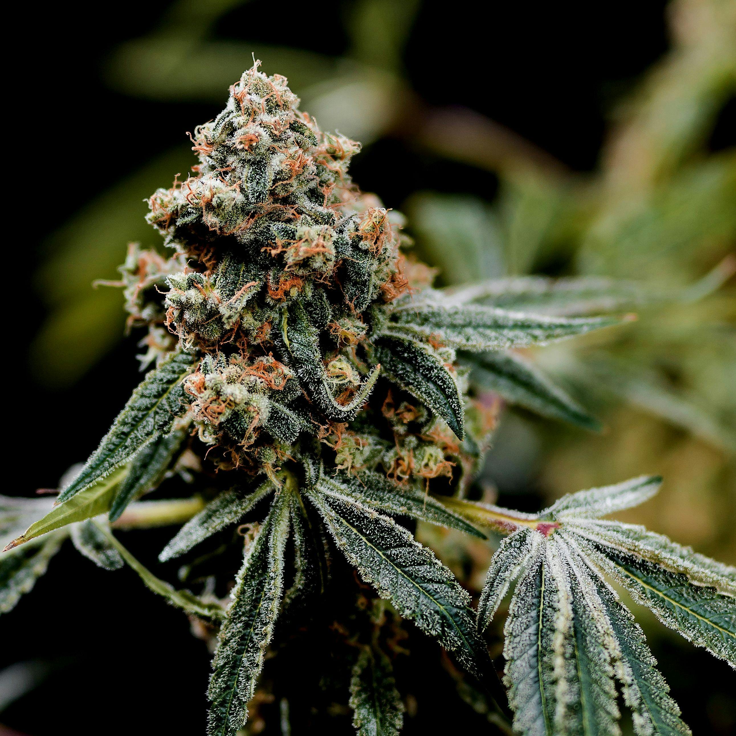Elev8 Seeds Fruity Punch Indica Leafly